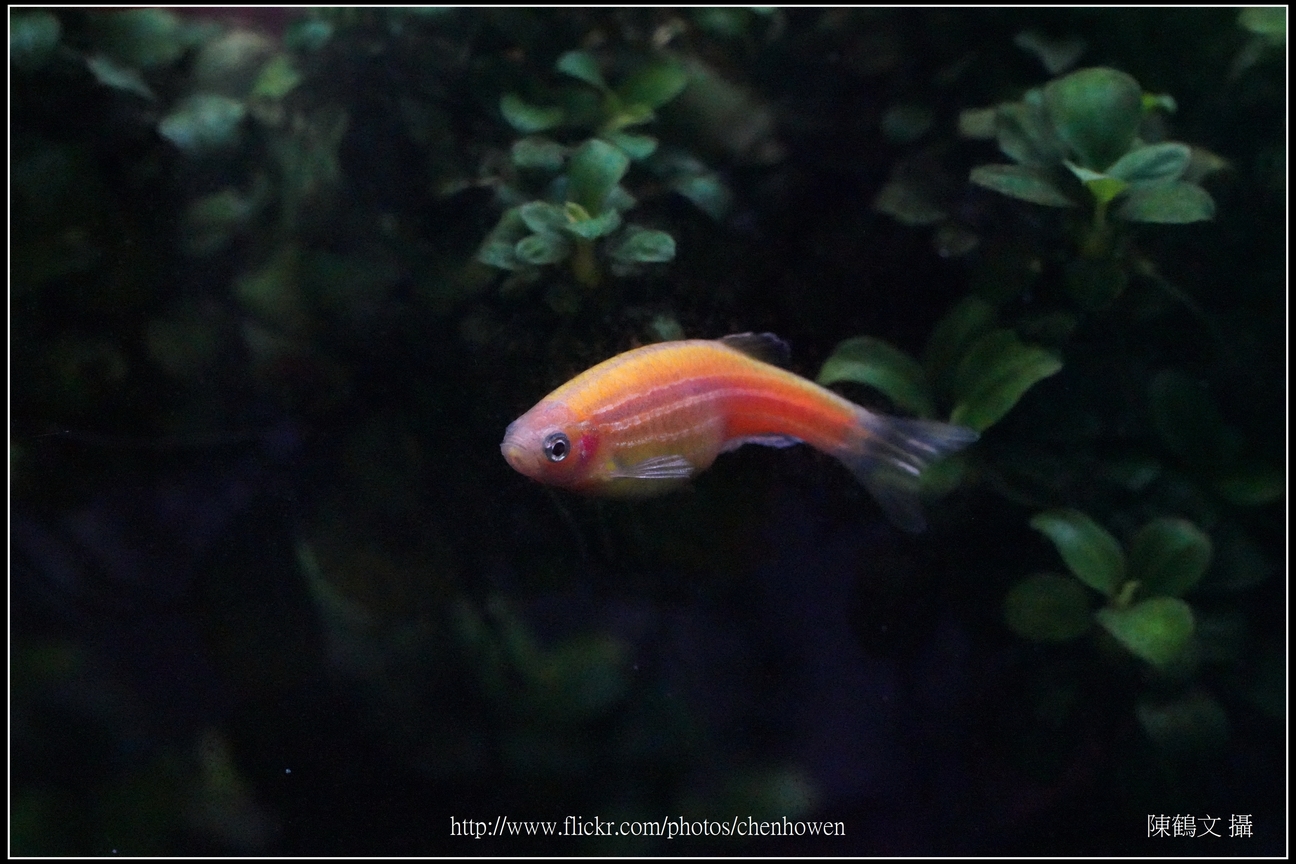螢光斑馬魚_0035_Fluorescent Zebrafish.jpg