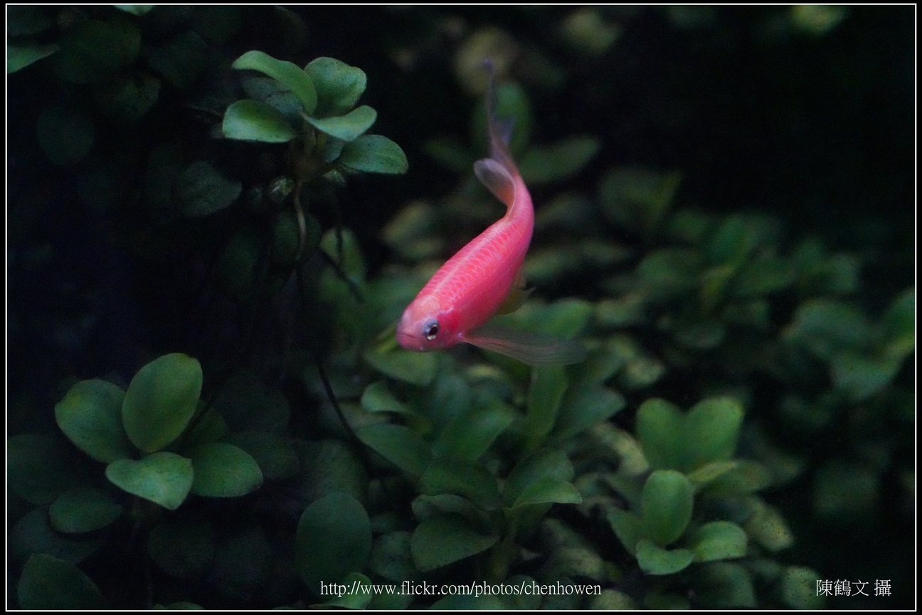 螢光斑馬魚_0030_Fluorescent Zebrafish.jpg