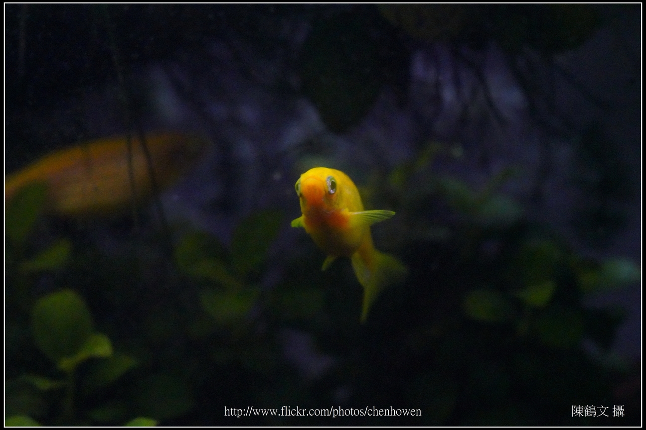 螢光斑馬魚_0029_Fluorescent Zebrafish.jpg