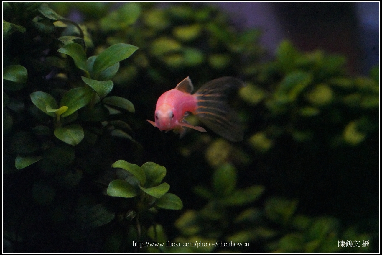 螢光斑馬魚_0032_Fluorescent Zebrafish.jpg