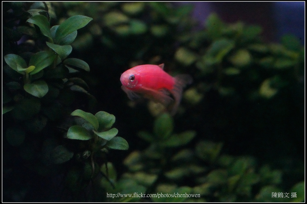 螢光斑馬魚_0031_Fluorescent Zebrafish.jpg