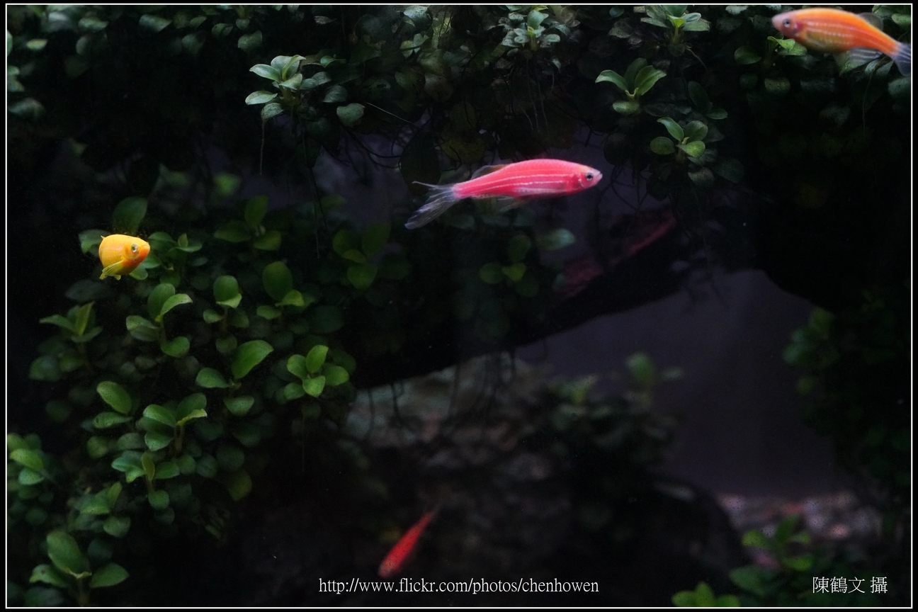 螢光斑馬魚_0008_Fluorescent Zebrafish.jpg