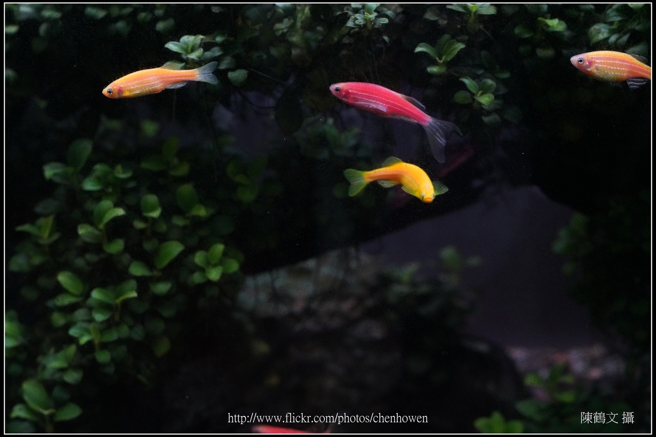 螢光斑馬魚_0007_Fluorescent Zebrafish.jpg