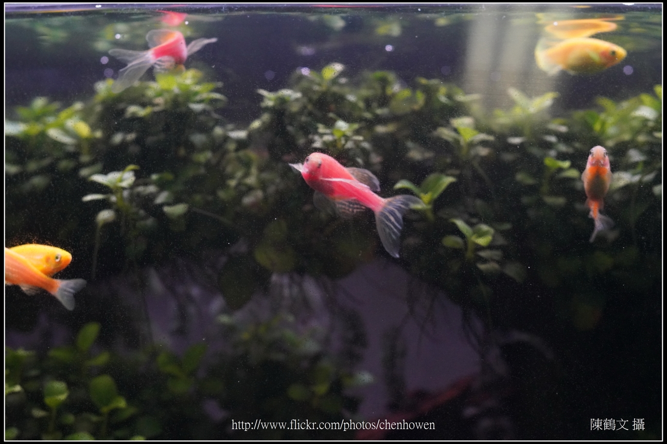 螢光斑馬魚_0001_Fluorescent Zebrafish.jpg