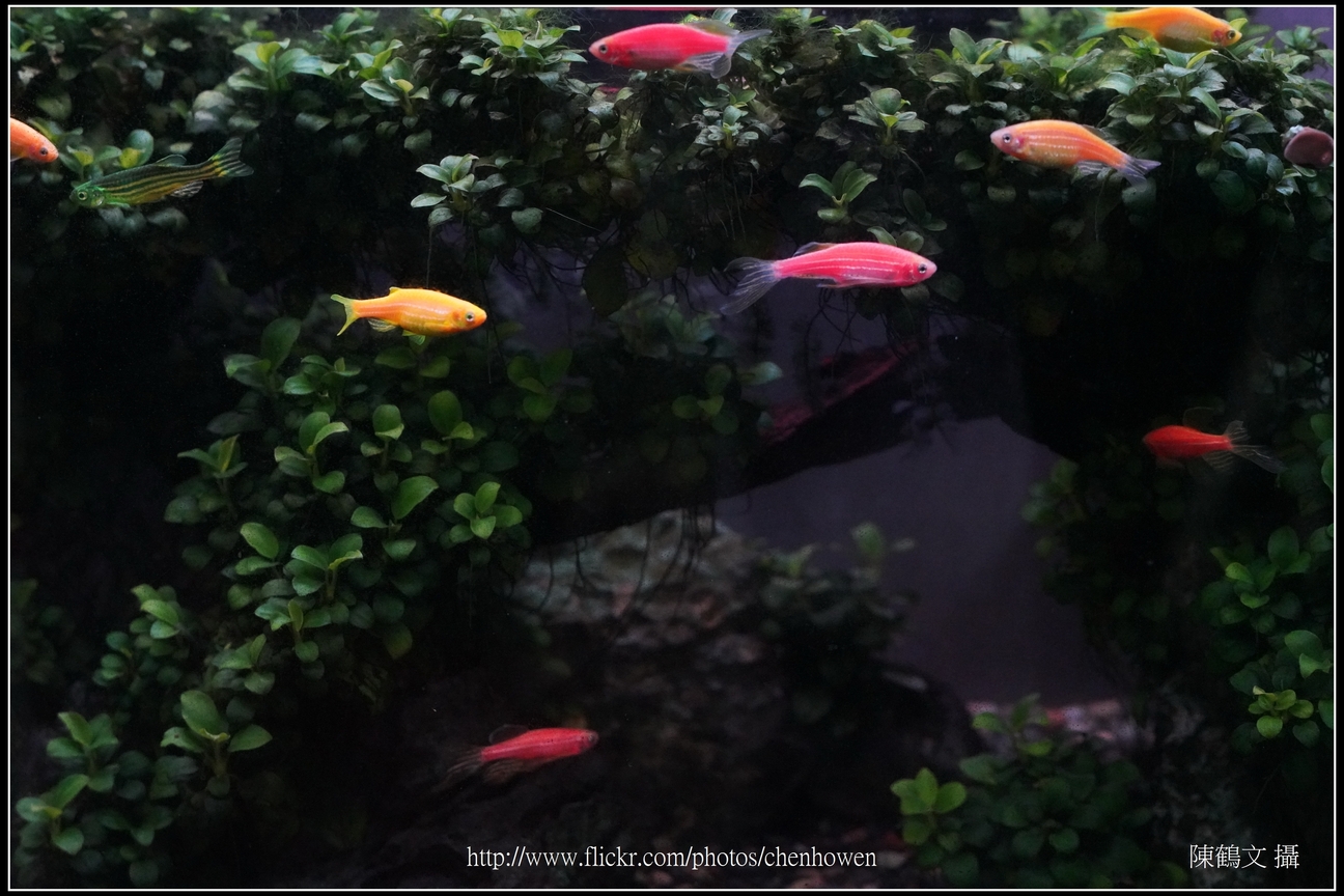 螢光斑馬魚_0020_Fluorescent Zebrafish.jpg