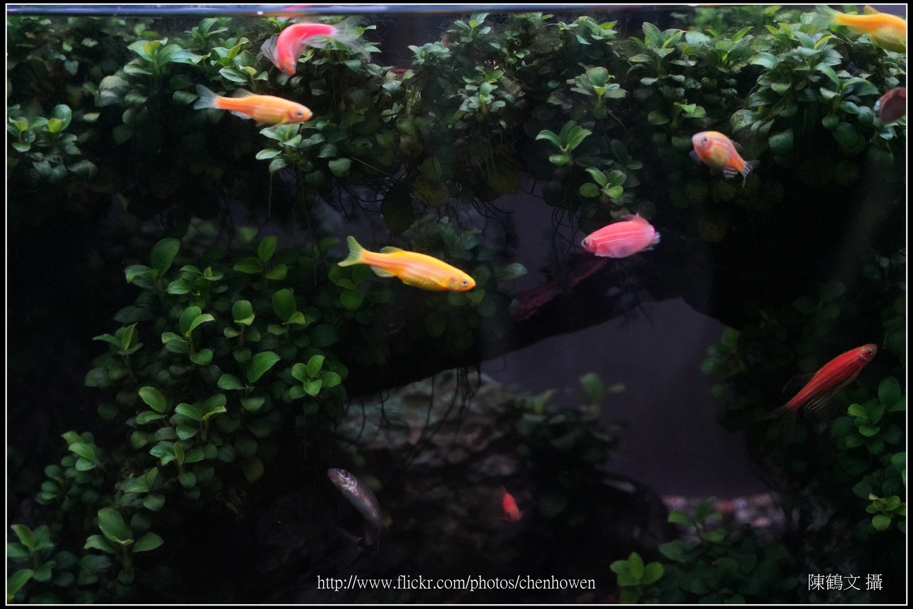 螢光斑馬魚_0019_Fluorescent Zebrafish.jpg