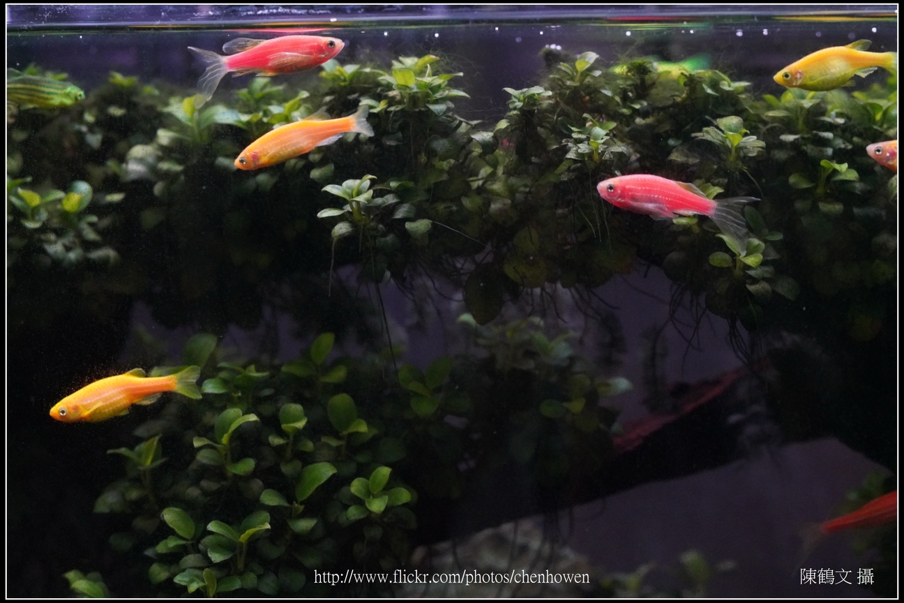 螢光斑馬魚_0022_Fluorescent Zebrafish.jpg