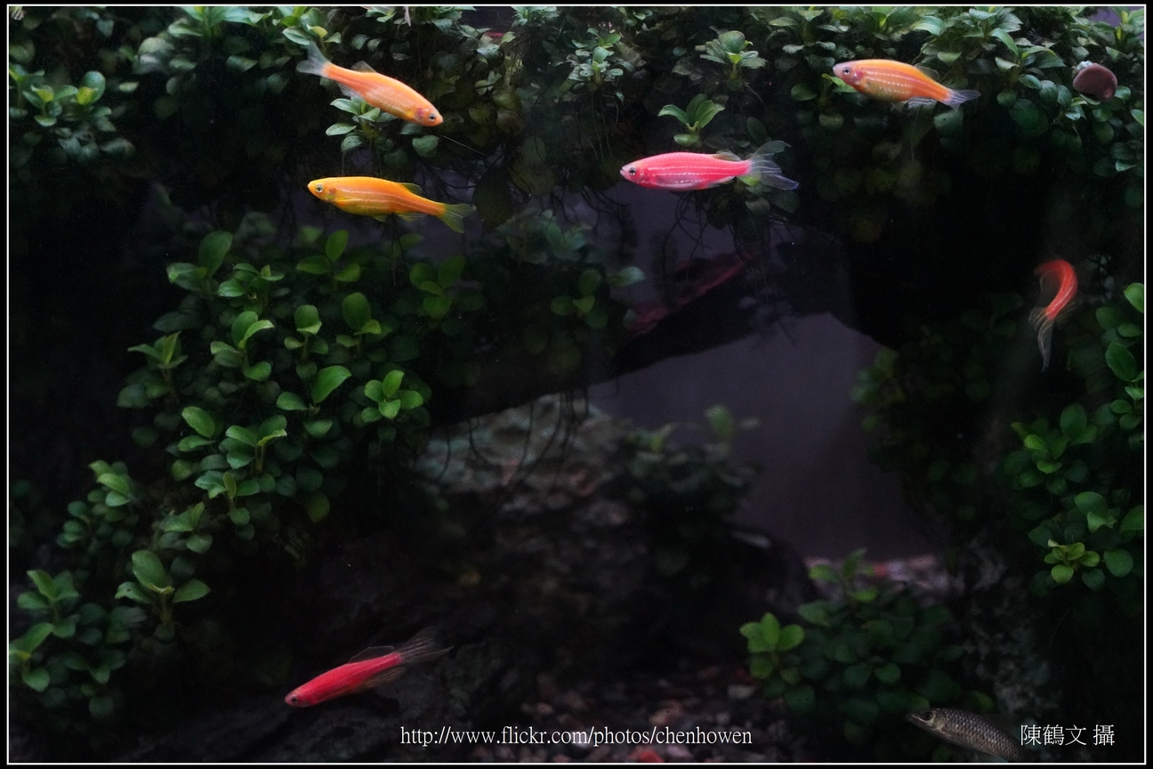 螢光斑馬魚_0021_Fluorescent Zebrafish.jpg