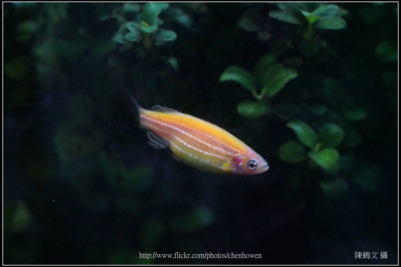 螢光斑馬魚_0044_Fluorescent Zebrafish.jpg