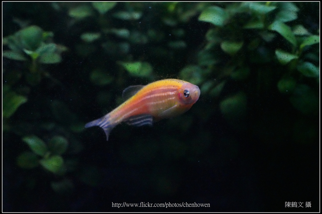 螢光斑馬魚_0043_Fluorescent Zebrafish.jpg