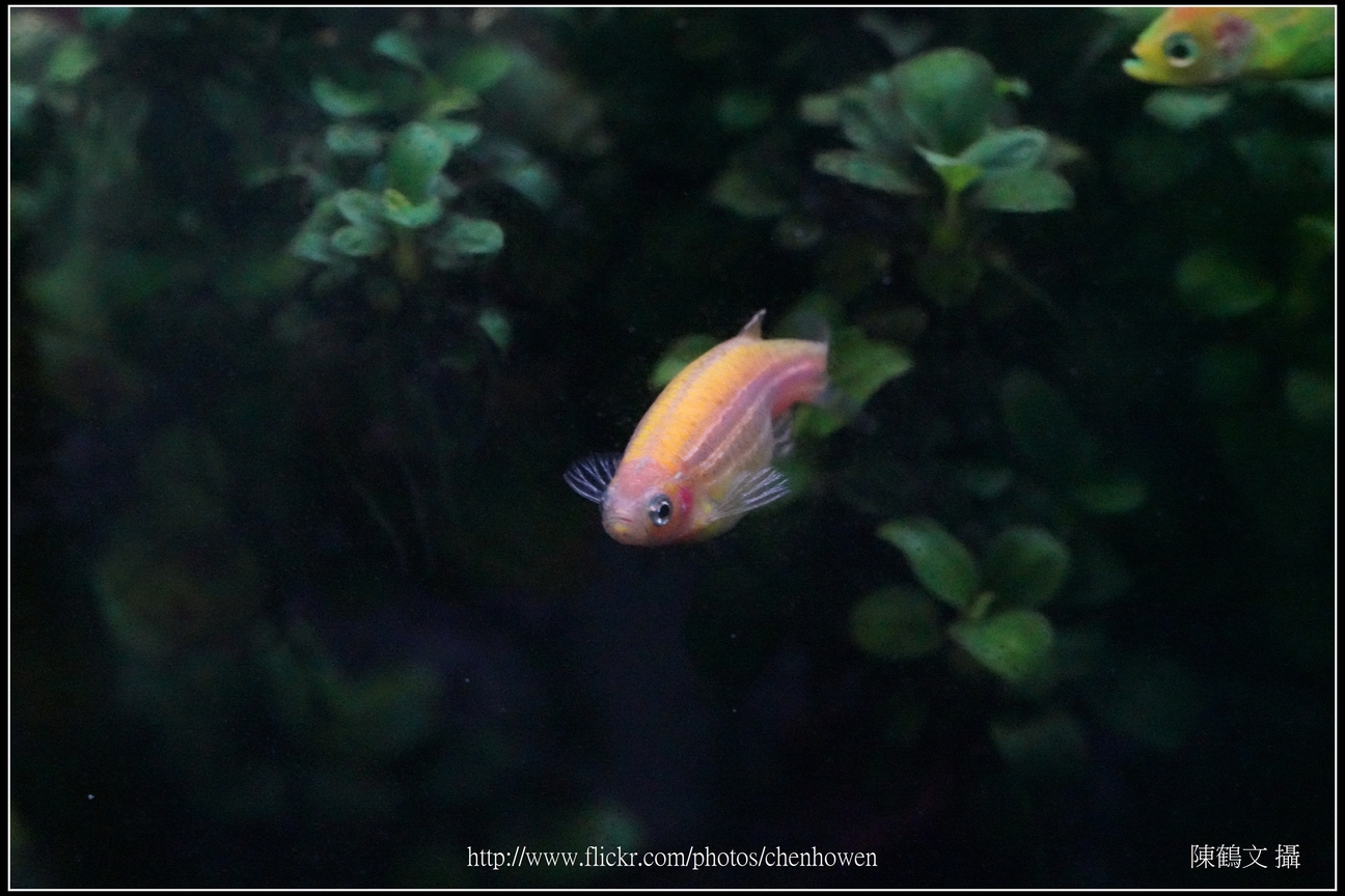 螢光斑馬魚_0046_Fluorescent Zebrafish.jpg