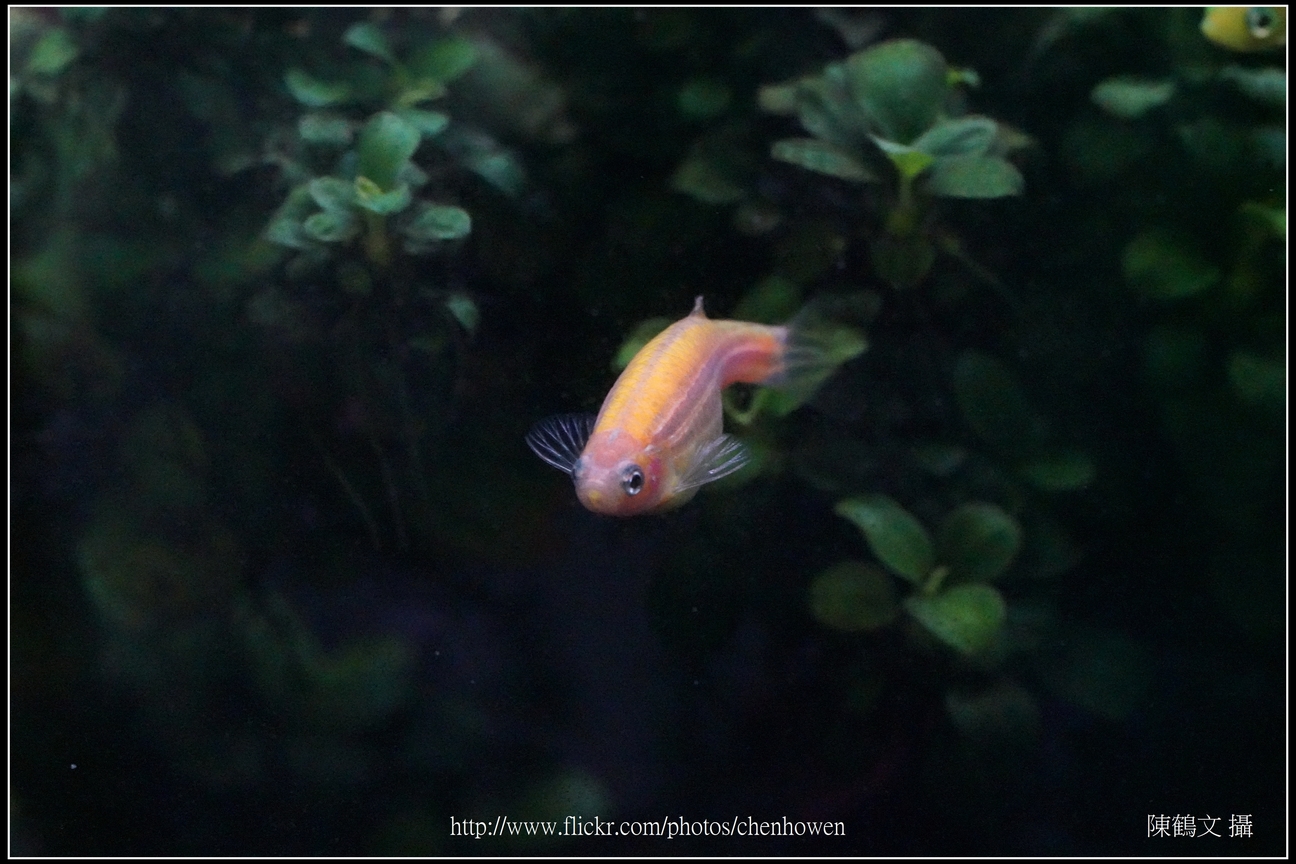 螢光斑馬魚_0045_Fluorescent Zebrafish.jpg