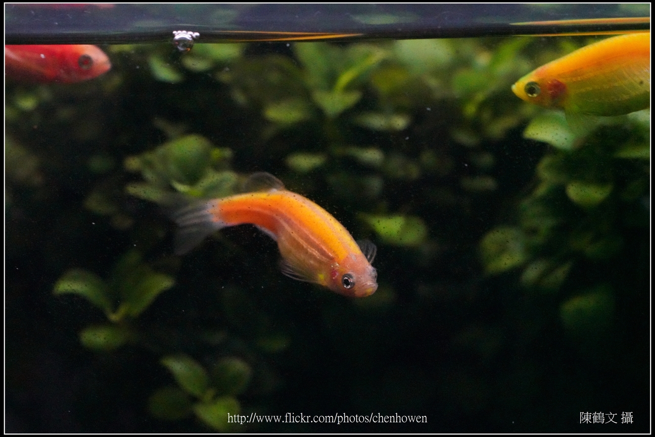 螢光斑馬魚_0040_Fluorescent Zebrafish.jpg