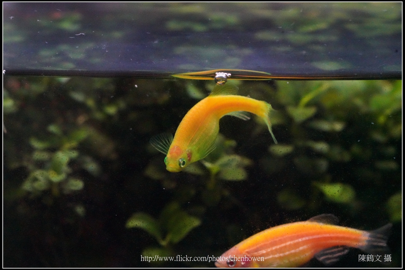 螢光斑馬魚_0039_Fluorescent Zebrafish.jpg