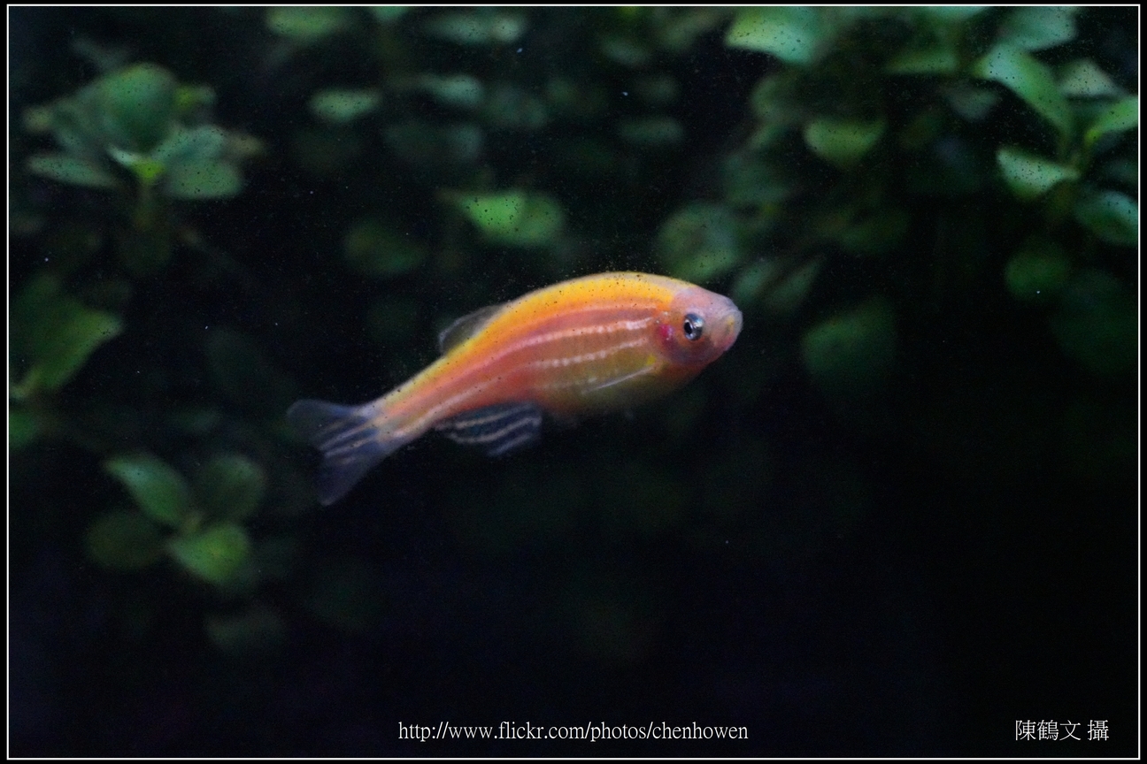 螢光斑馬魚_0042_Fluorescent Zebrafish.jpg