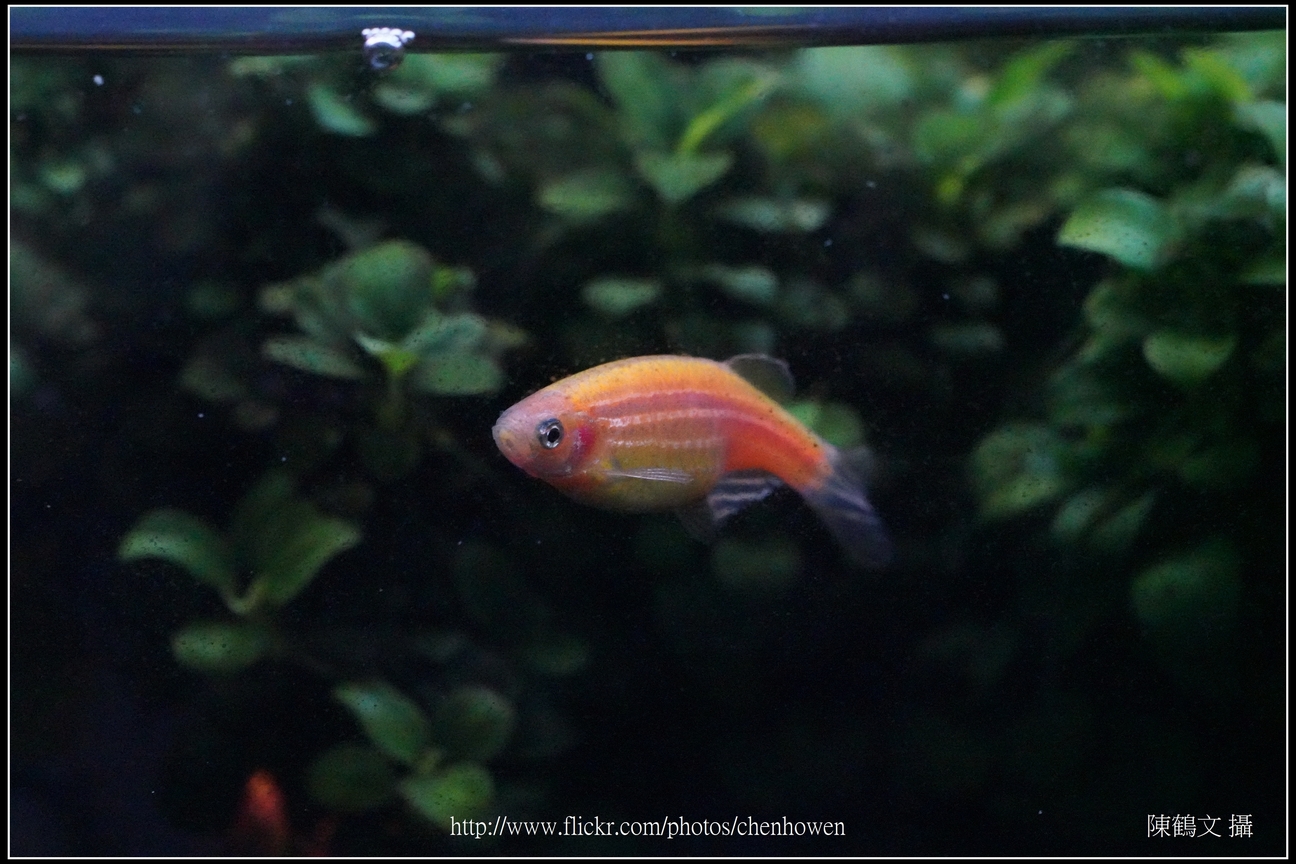 螢光斑馬魚_0041_Fluorescent Zebrafish.jpg