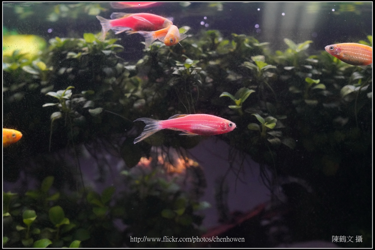 螢光斑馬魚_0010_Fluorescent Zebrafish.jpg