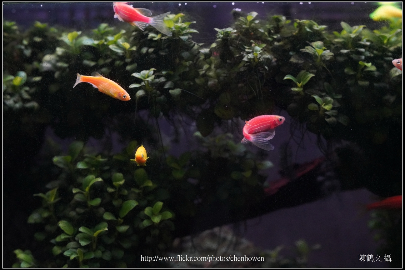 螢光斑馬魚_0009_Fluorescent Zebrafish.jpg