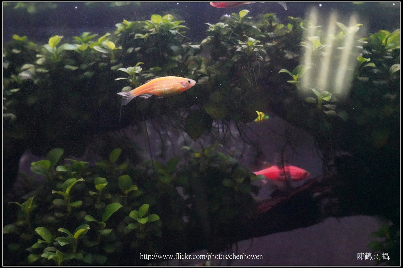 螢光斑馬魚_0012_Fluorescent Zebrafish.jpg