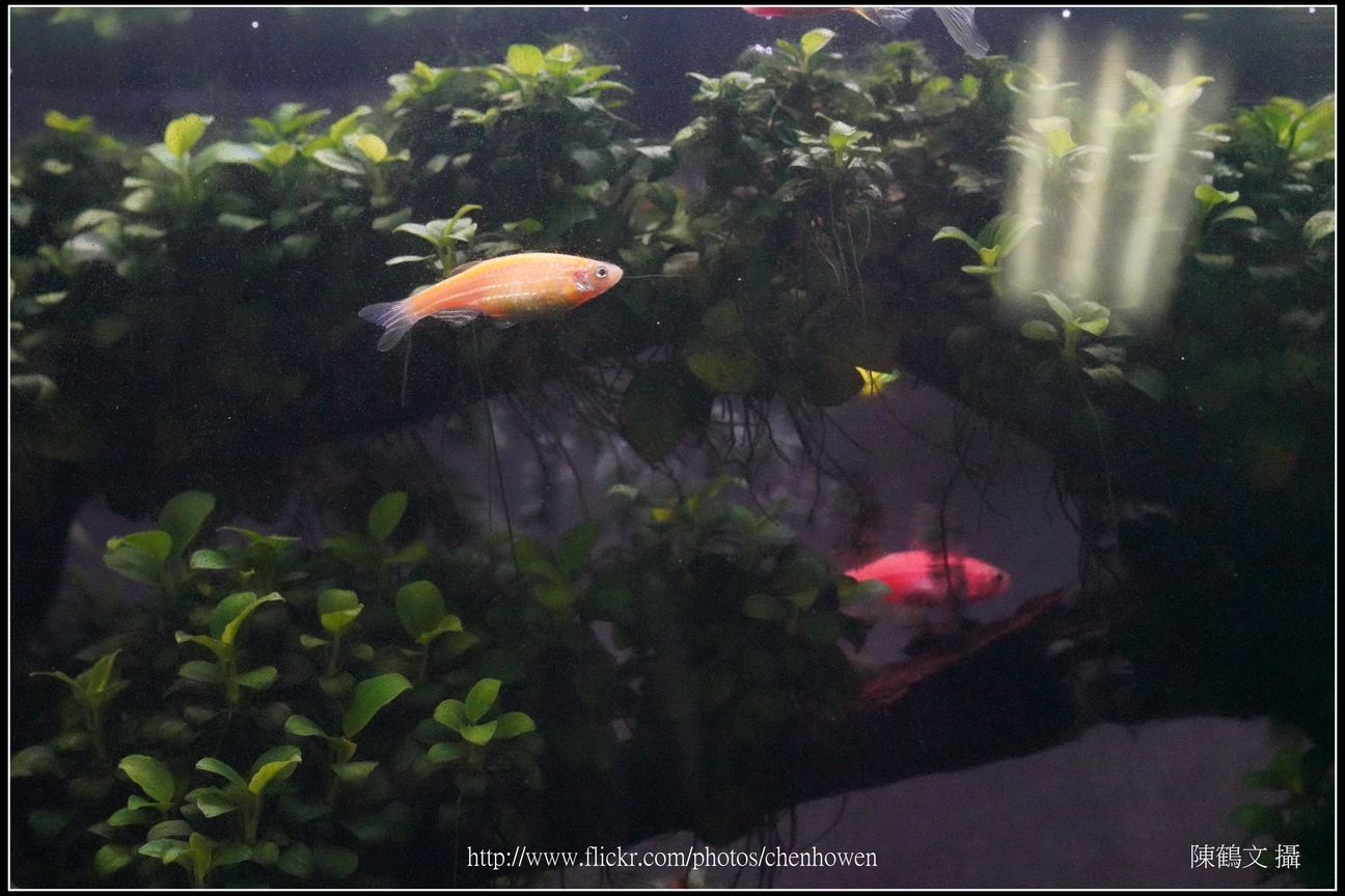 螢光斑馬魚_0011_Fluorescent Zebrafish.jpg