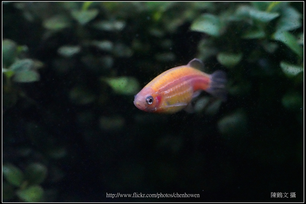 螢光斑馬魚_0068_Fluorescent Zebrafish.jpg