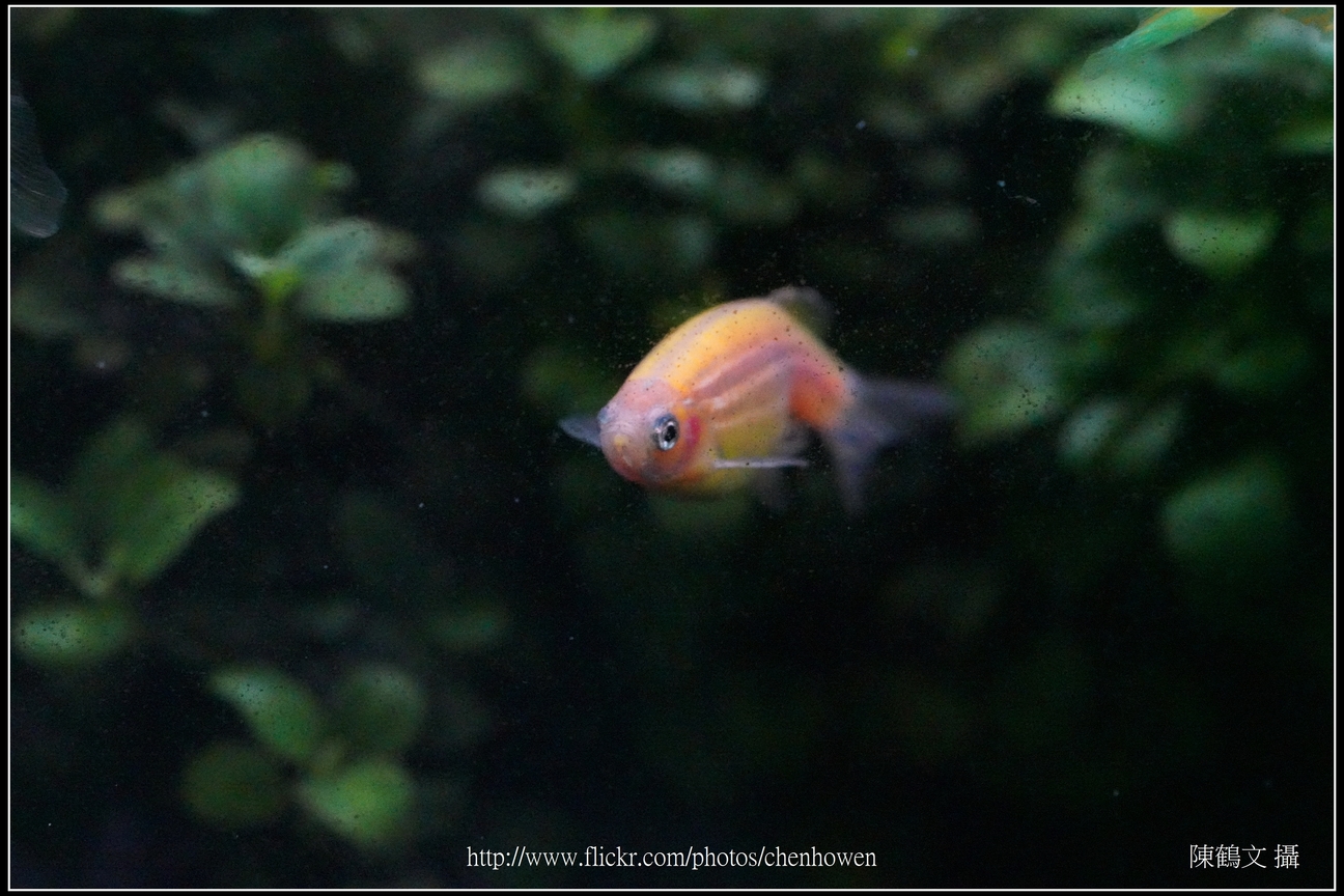 螢光斑馬魚_0067_Fluorescent Zebrafish.jpg