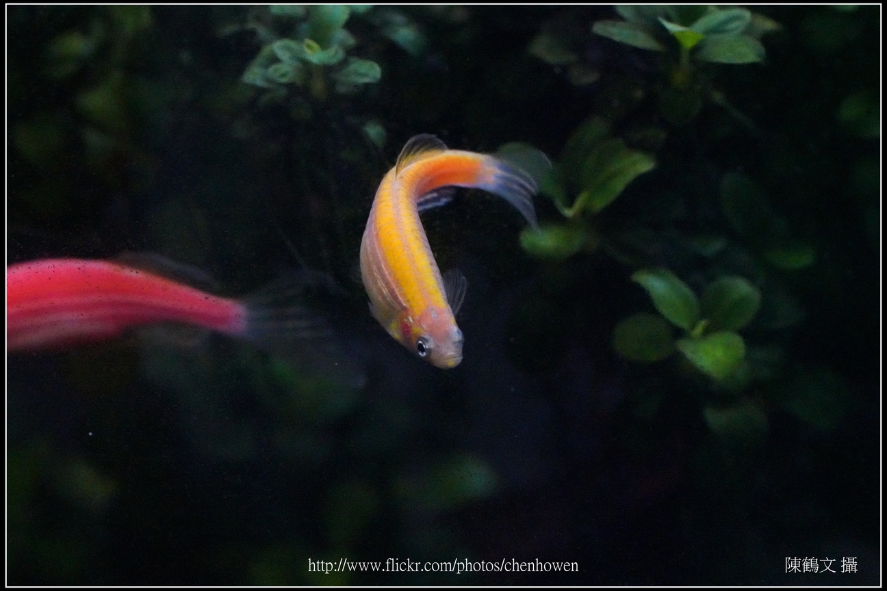螢光斑馬魚_0058_Fluorescent Zebrafish.jpg