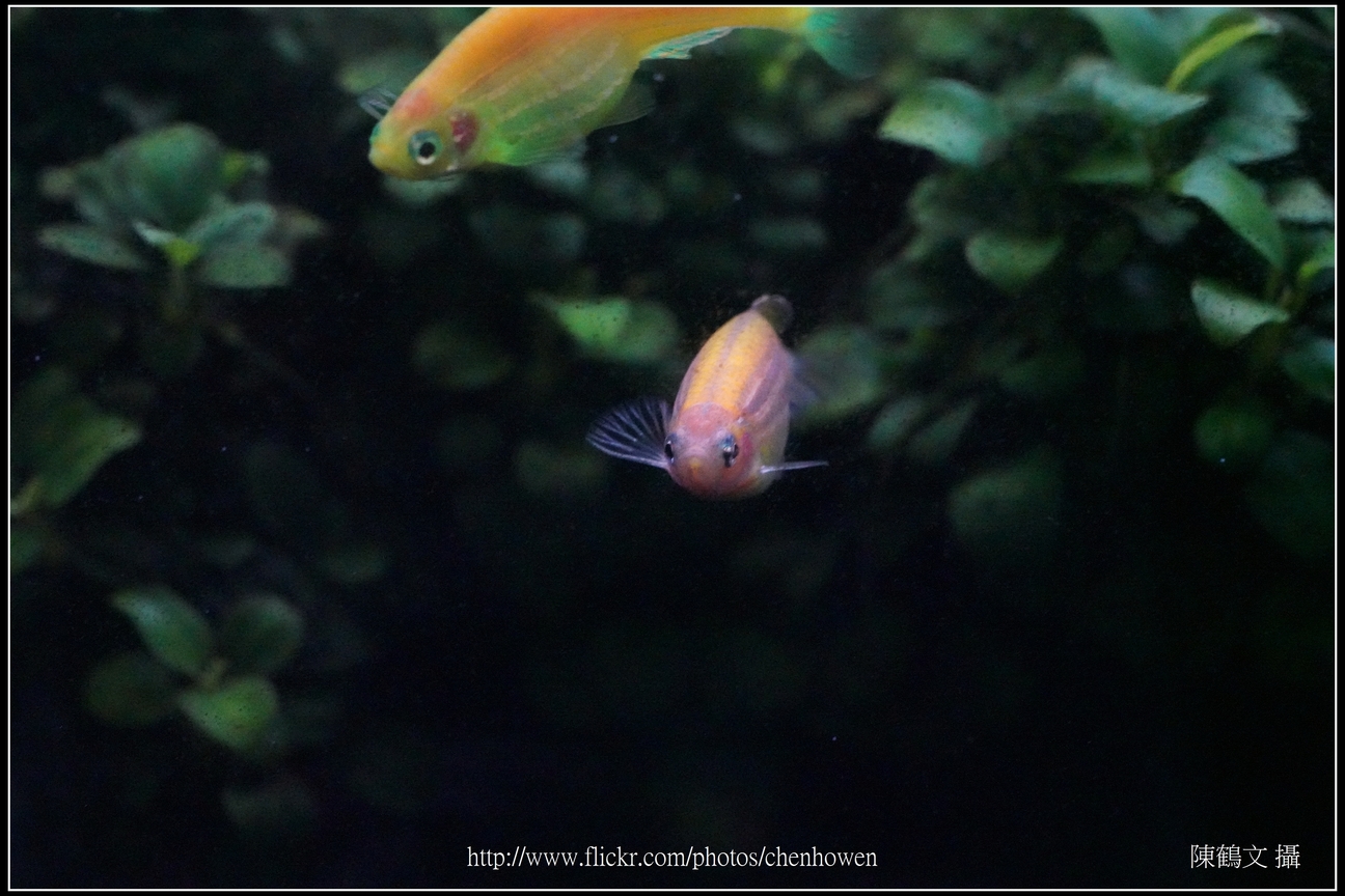 螢光斑馬魚_0057_Fluorescent Zebrafish.jpg