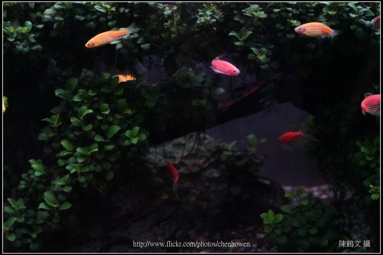 螢光斑馬魚_0016_Fluorescent Zebrafish.jpg