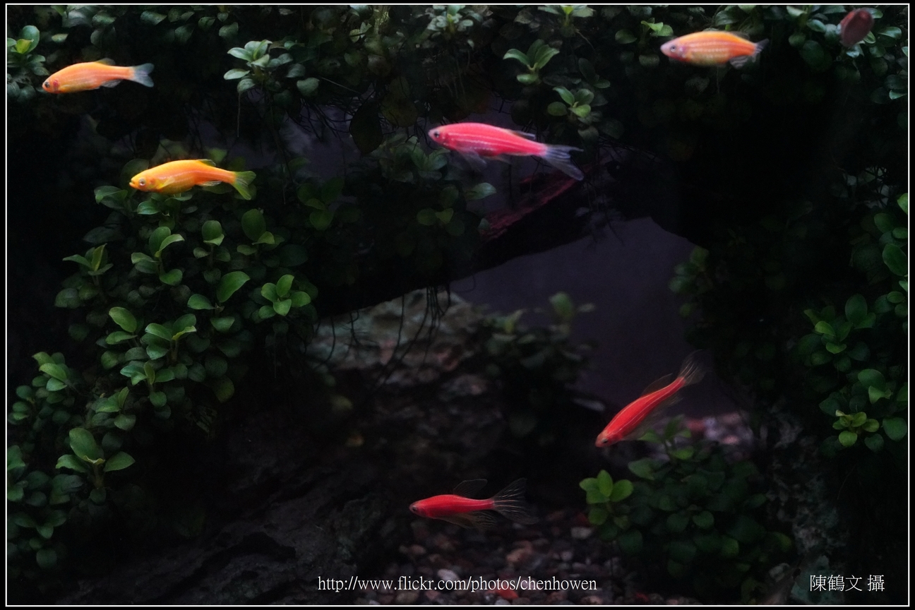 螢光斑馬魚_0015_Fluorescent Zebrafish.jpg