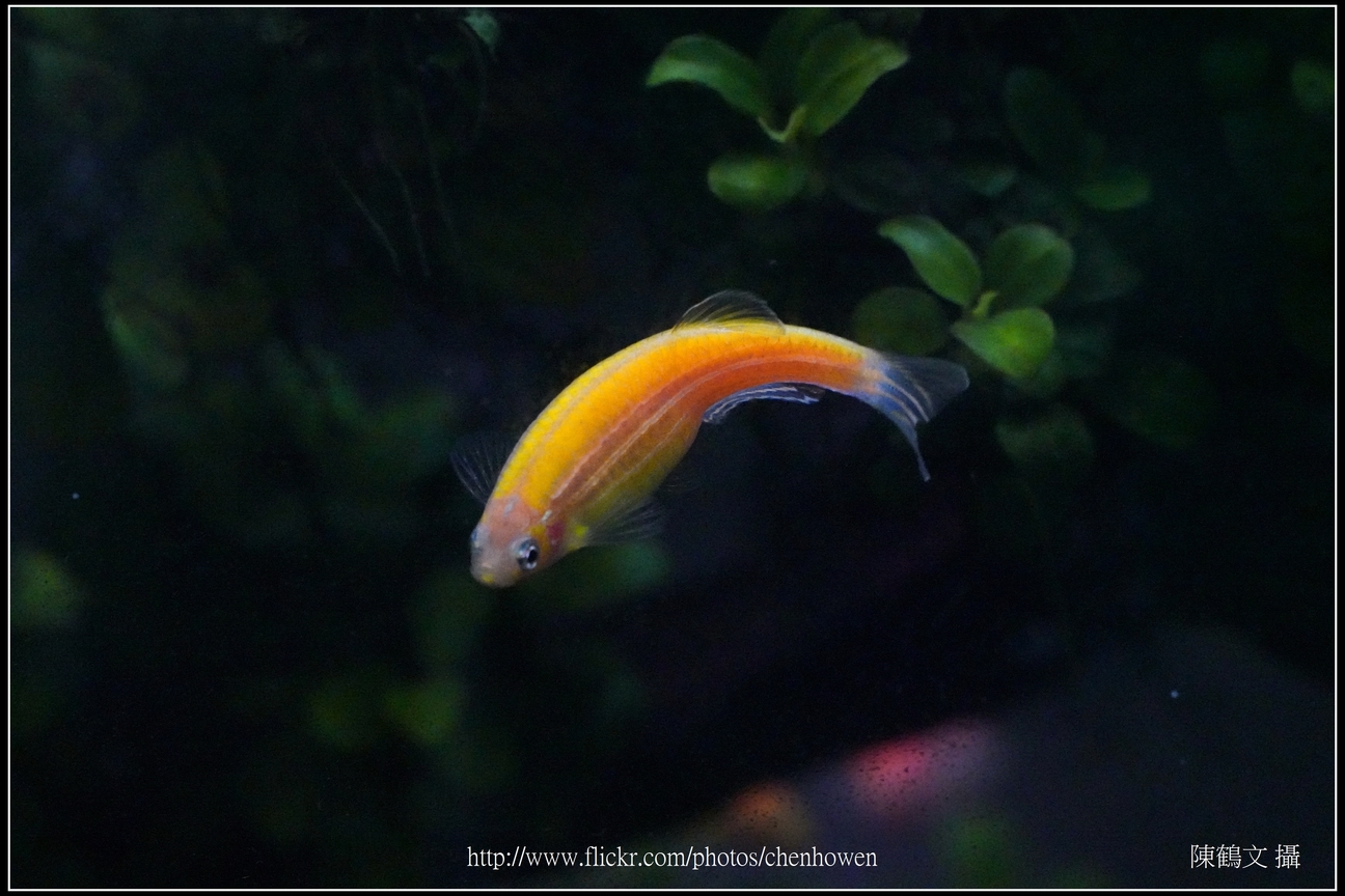 螢光斑馬魚_0038_Fluorescent Zebrafish.jpg