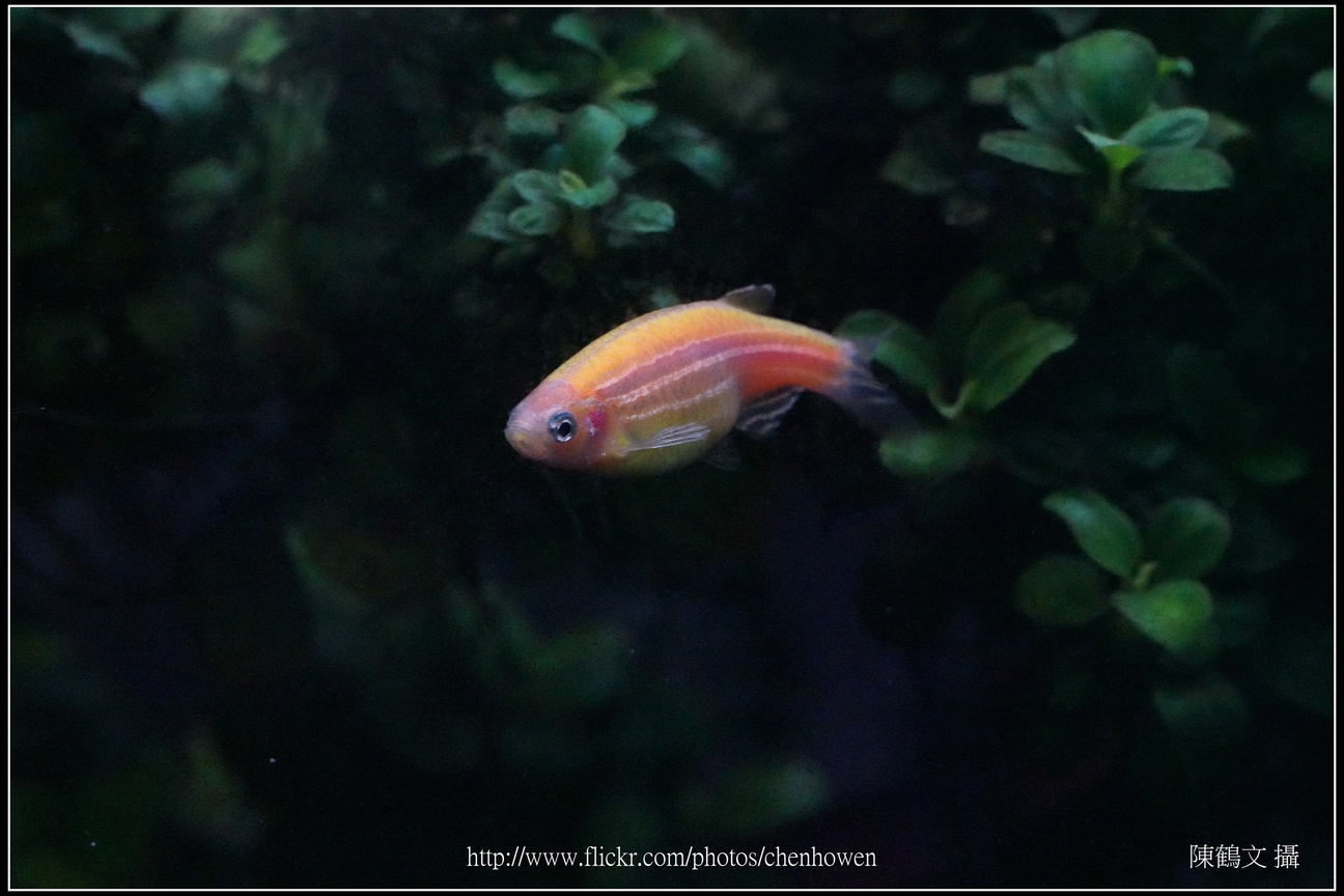 螢光斑馬魚_0037_Fluorescent Zebrafish.jpg