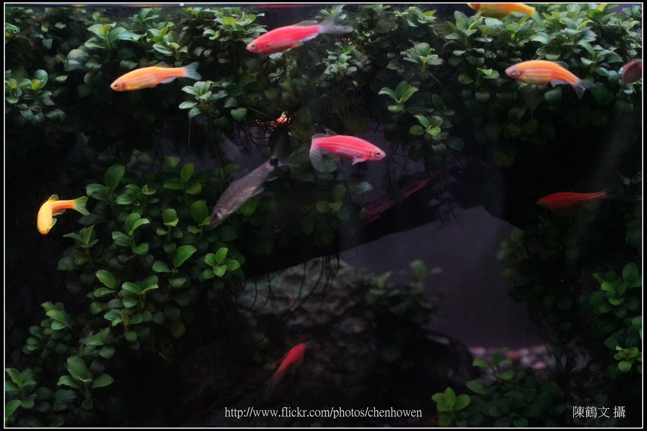 螢光斑馬魚_0018_Fluorescent Zebrafish.jpg