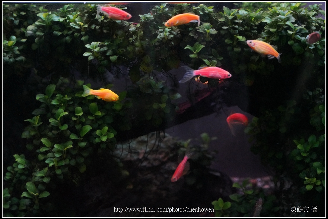 螢光斑馬魚_0017_Fluorescent Zebrafish.jpg