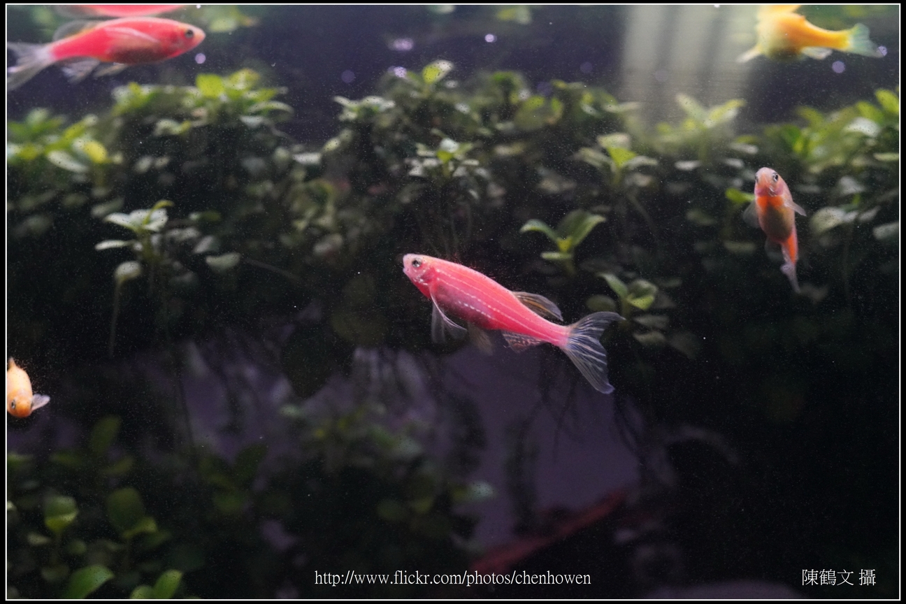 螢光斑馬魚_0024_Fluorescent Zebrafish.jpg