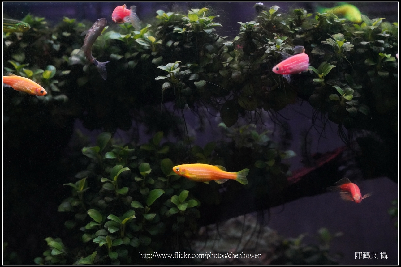 螢光斑馬魚_0023_Fluorescent Zebrafish.jpg