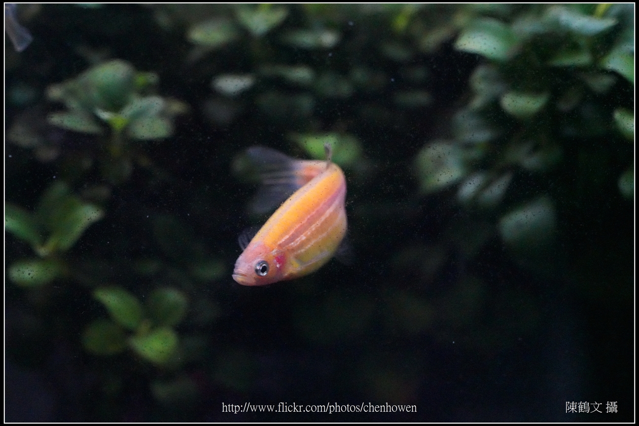 螢光斑馬魚_0026_Fluorescent Zebrafish.jpg