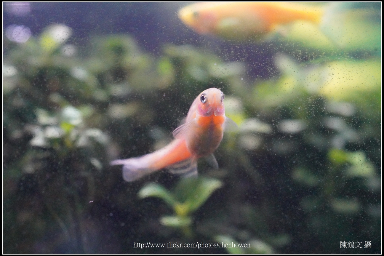 螢光斑馬魚_0025_Fluorescent Zebrafish.jpg