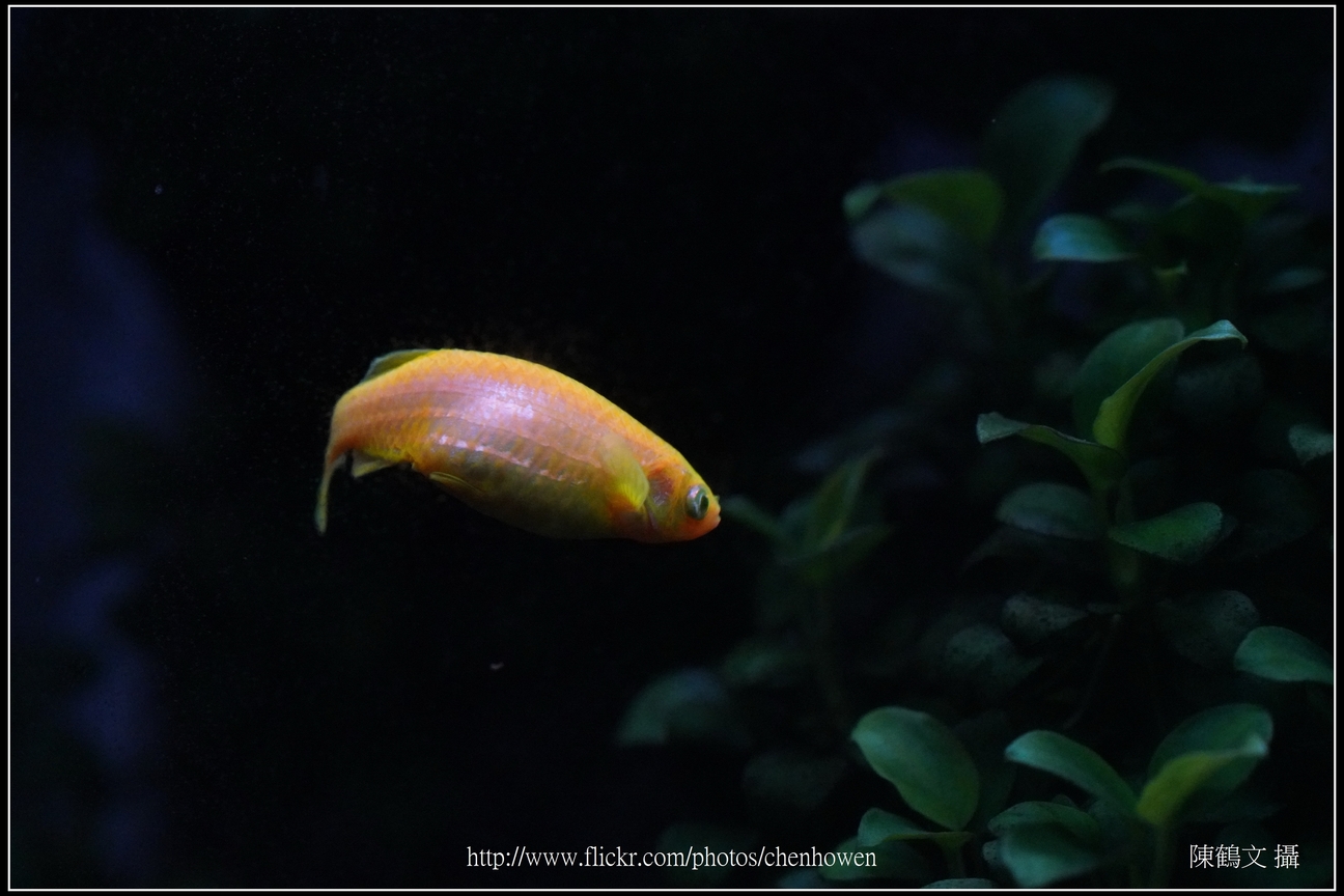螢光斑馬魚_0169_Fluorescent Zebrafish.jpg