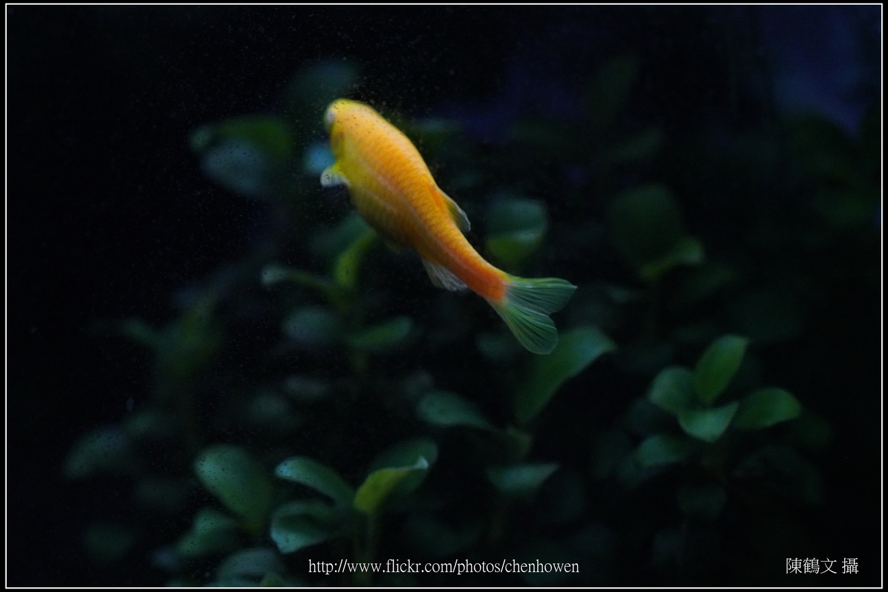 螢光斑馬魚_0171_Fluorescent Zebrafish.jpg