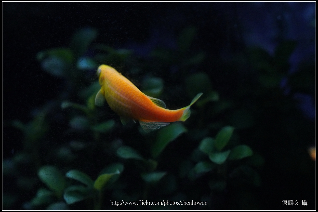 螢光斑馬魚_0170_Fluorescent Zebrafish.jpg