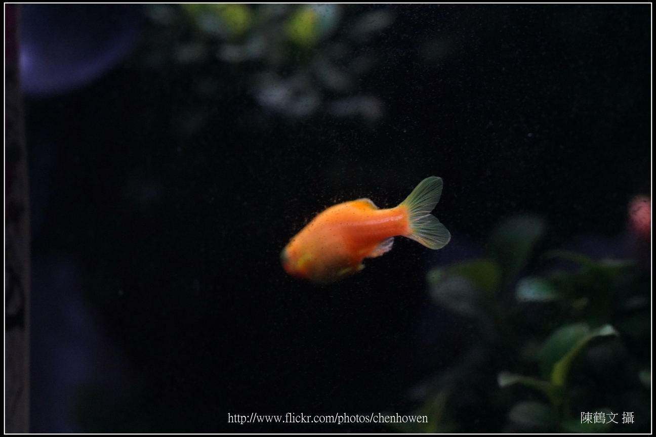 螢光斑馬魚_0179_Fluorescent Zebrafish.jpg
