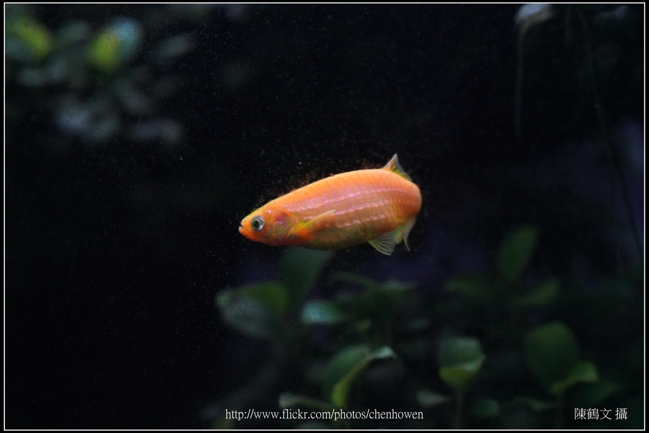 螢光斑馬魚_0178_Fluorescent Zebrafish.jpg