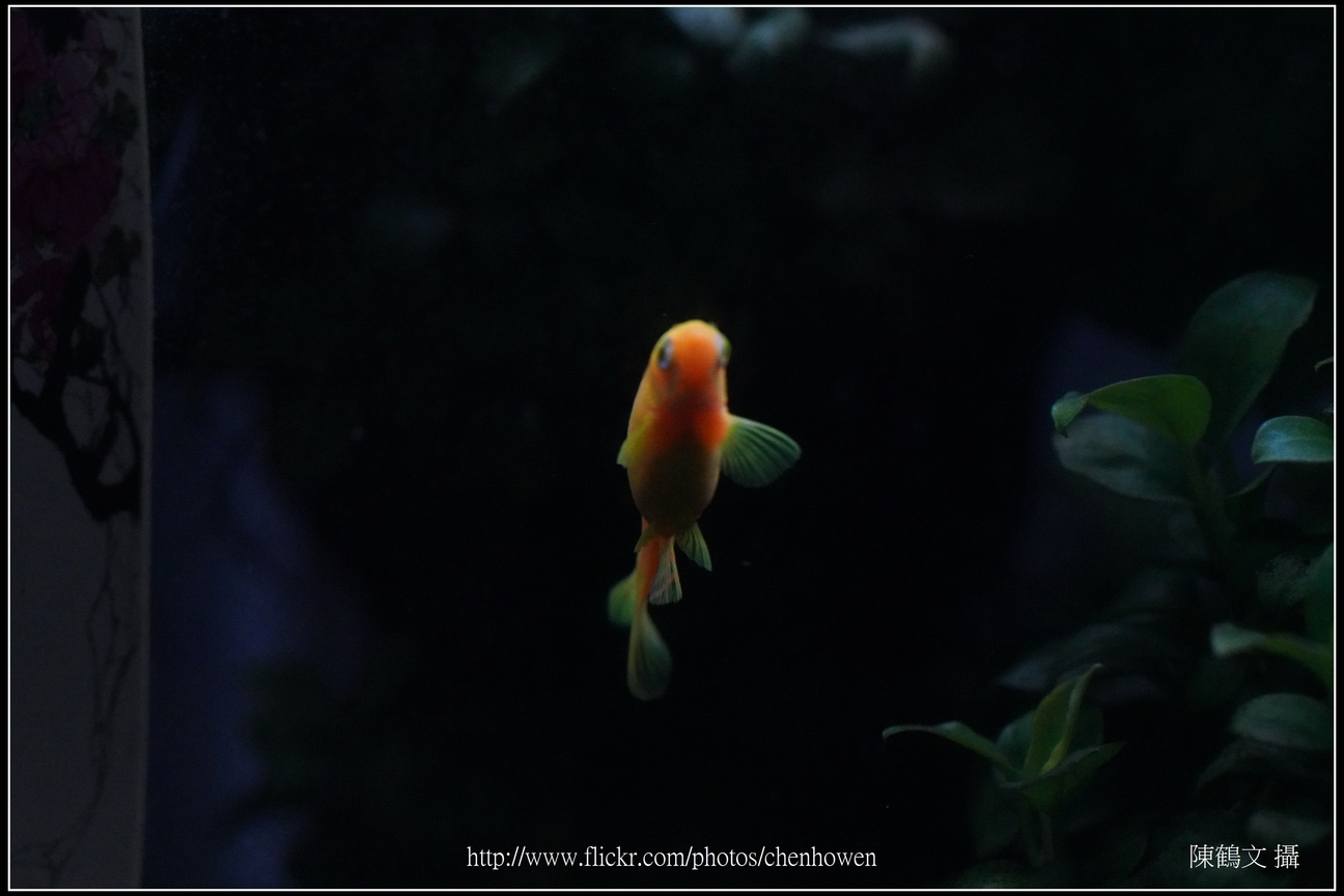 螢光斑馬魚_0181_Fluorescent Zebrafish.jpg