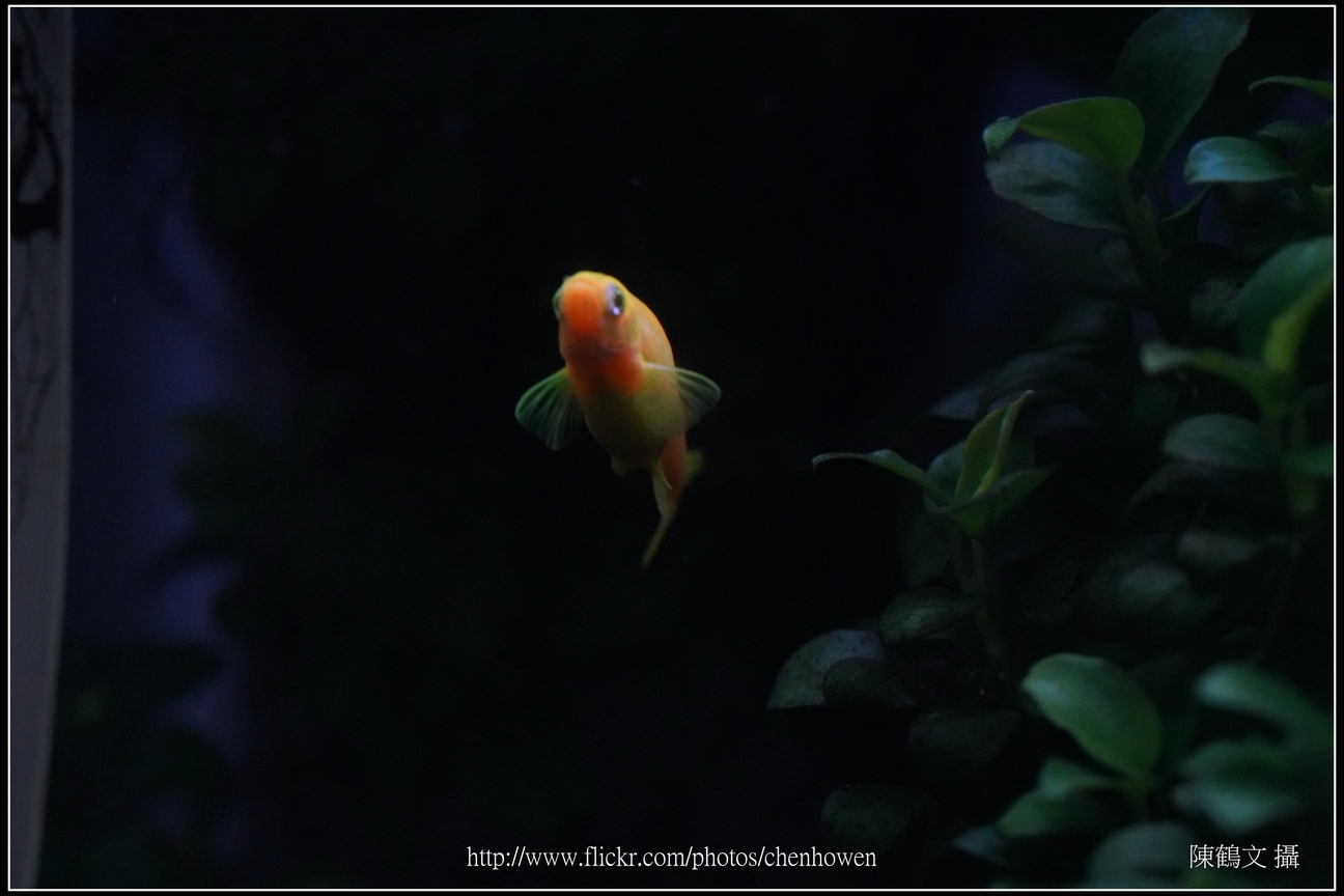 螢光斑馬魚_0180_Fluorescent Zebrafish.jpg