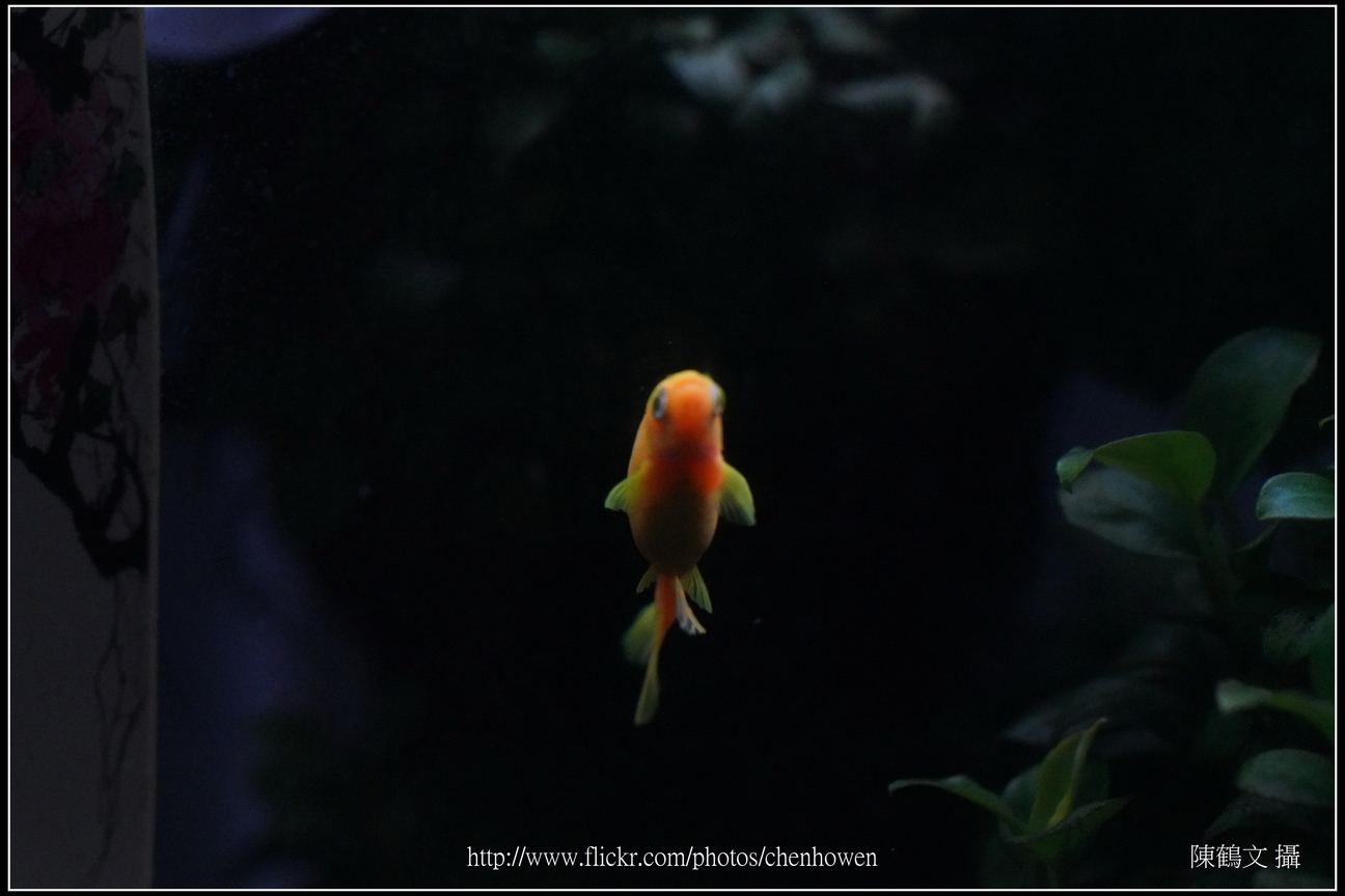 螢光斑馬魚_0182_Fluorescent Zebrafish.jpg