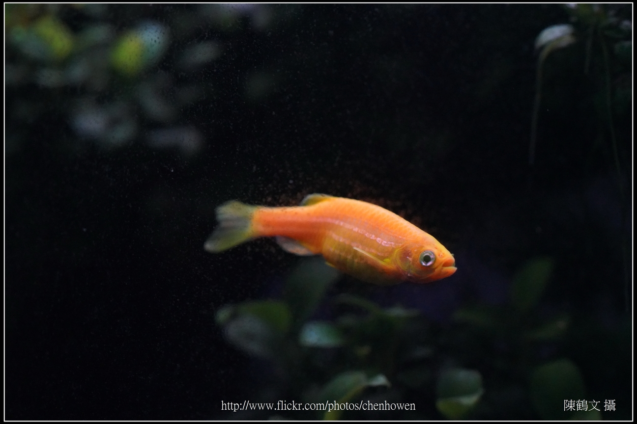 螢光斑馬魚_0175_Fluorescent Zebrafish.jpg