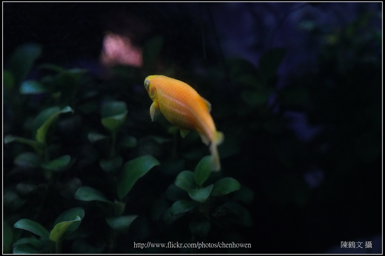螢光斑馬魚_0177_Fluorescent Zebrafish.jpg
