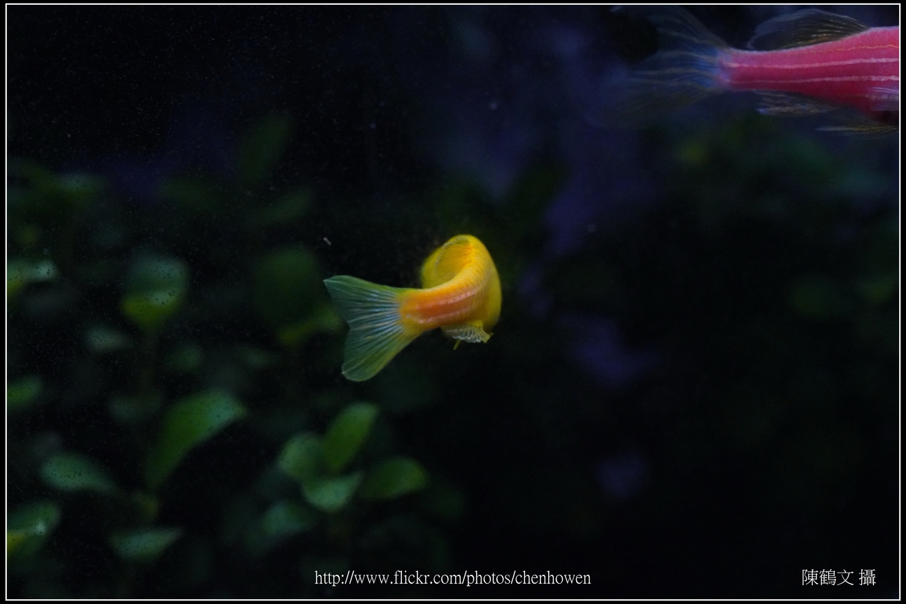 螢光斑馬魚_0176_Fluorescent Zebrafish.jpg