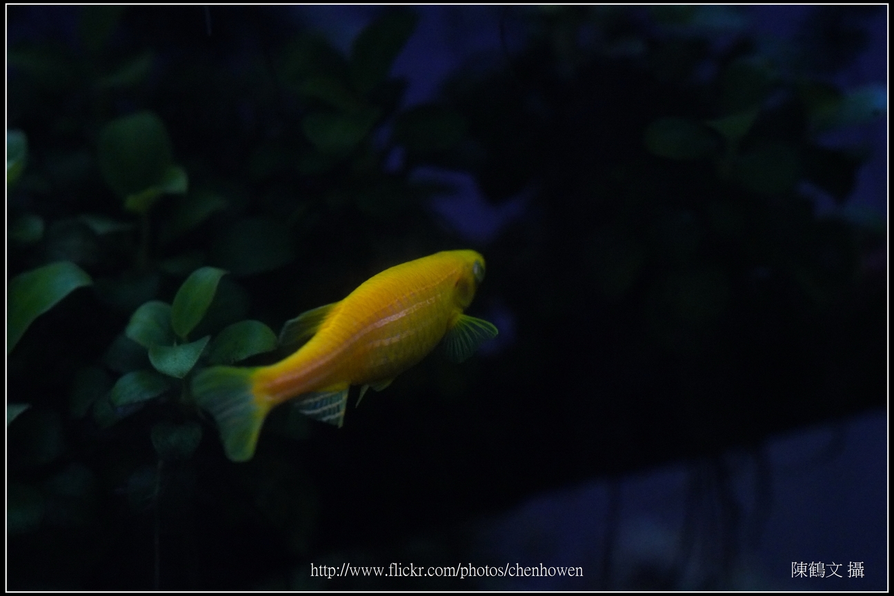 螢光斑馬魚_0173_Fluorescent Zebrafish.jpg